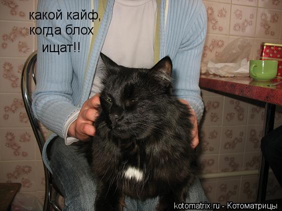 Котоматрица: какой кайф, когда блох ищат!!