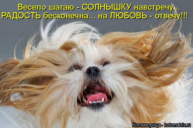 Котоматрица: Весело шагаю - СОЛНЫШКУ навстречу... РАДОСТЬ бесконечна... на ЛЮБОВЬ - отвечу!!!