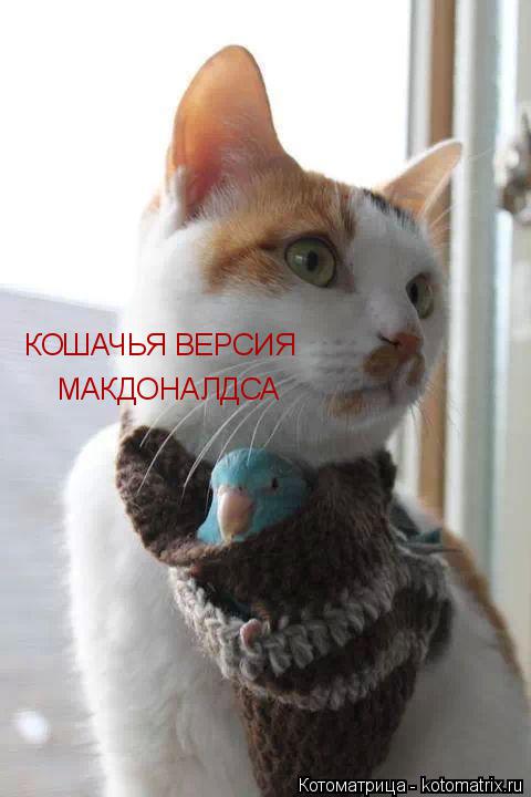 КОШАЧЬЯ ВЕРСИЯ МАКДОНАЛДСА... Котоматрица: КОШАЧЬЯ ВЕРСИЯ МАКДОНАЛДСА