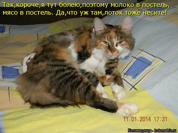Так,короче,я тут болею,поэтому молоко в постель, мясо в постель. Да,что уж там,лоток тоже несите!... Котоматрица: Так,короче,я тут болею,поэтому молоко в постель, мясо в постель. Да,что уж там,лоток тоже несите!