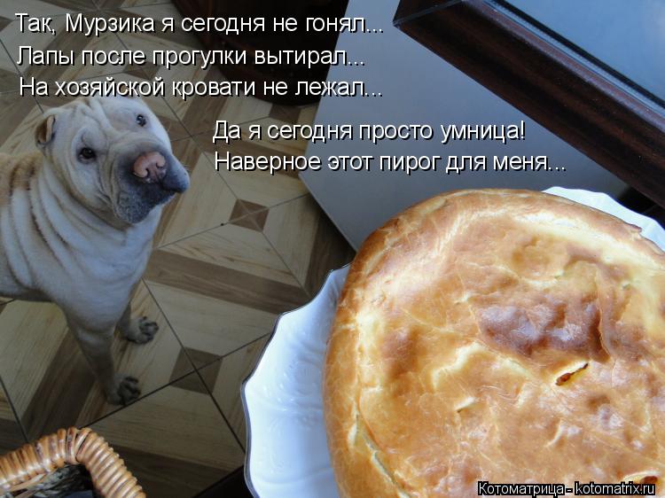 Так, Мурзика я сегодня не гонял... Лапы после прогулки вытирал... На хозяйской кровати не лежал... Да... Котоматрица: Так, Мурзика я сегодня не гонял... Лапы после прогулки вытирал... На хозяйской кровати не лежал... Да я сегодня просто умница! Наверное этот пир
