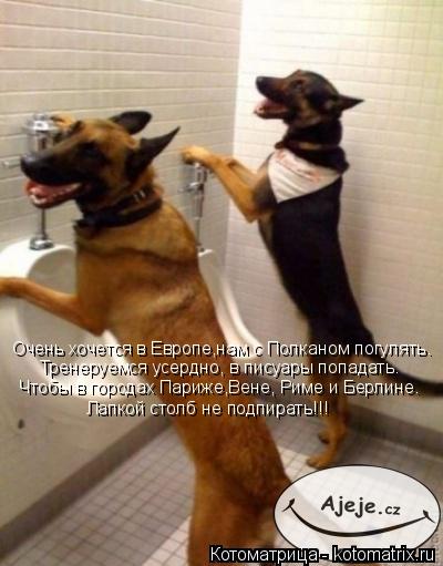 Котоматрица: Очень хочется в Европе,нам с Полканом погулять. Тренеруемся усердно, в писуары попадать. Чтобы в городах Париже,Вене, Риме и Берлине. Лапкой 