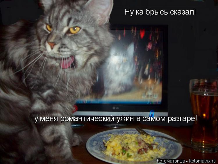Ну ка брысь сказал! у меня романтический ужин в самом разгаре!... Котоматрица: Ну ка брысь сказал! у меня романтический ужин в самом разгаре!