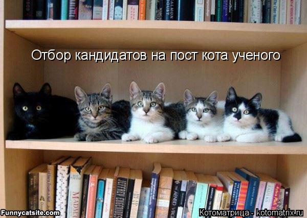Отбор кандидатов на пост кота ученого... Котоматрица: Отбор кандидатов на пост кота ученого