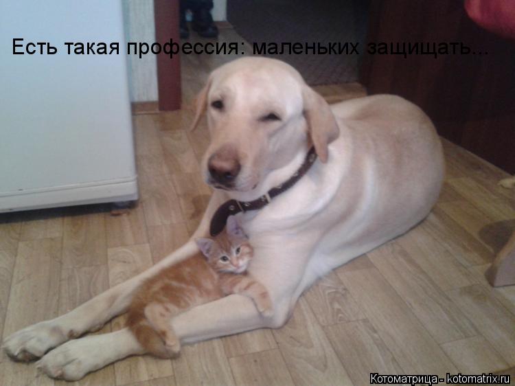 Котоматрица: Есть такая профессия: маленьких защищать...