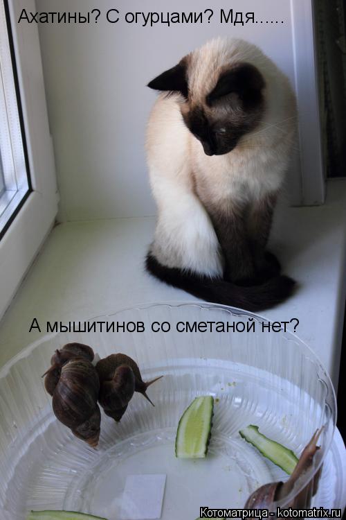Ахатины? С огурцами? Мдя...... А мышитинов со сметаной нет?... Котоматрица: Ахатины? С огурцами? Мдя...... А мышитинов со сметаной нет?