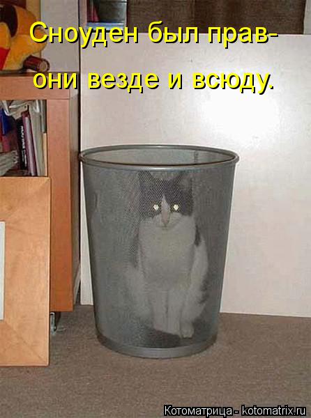 Котоматрица: Сноуден был прав- они везде и всюду.