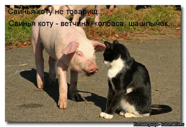 Свинья коту не товарищ.... Свинья коту - ветчина, колбаса, шашлычок......... Котоматрица: Свинья коту не товарищ.... Свинья коту - ветчина, колбаса, шашлычок......
