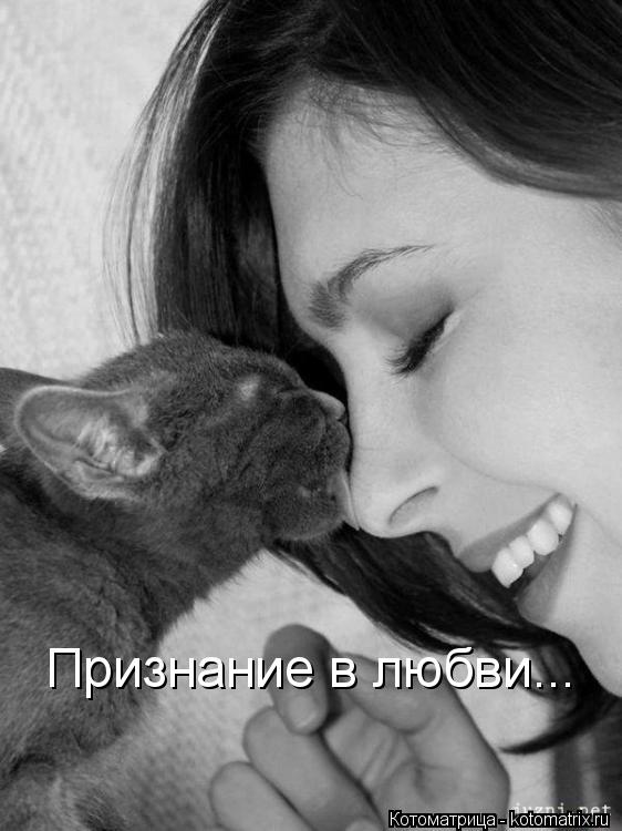 Котоматрица: Признание в любви...
