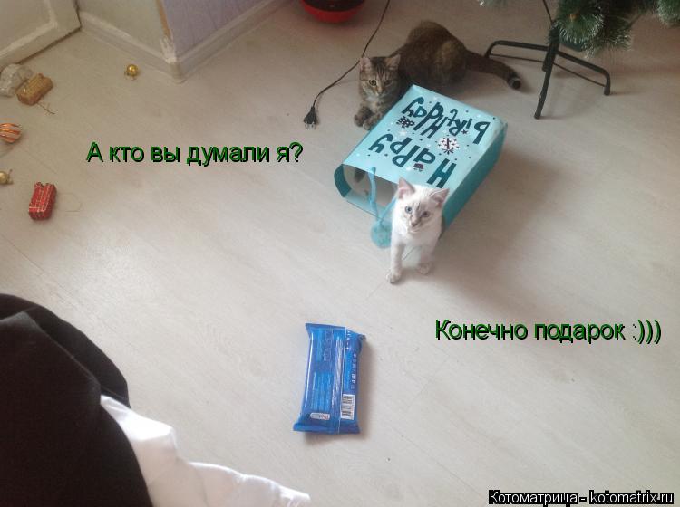 А кто вы думали я? Конечно подарок :)))... Котоматрица: А кто вы думали я? Конечно подарок :)))