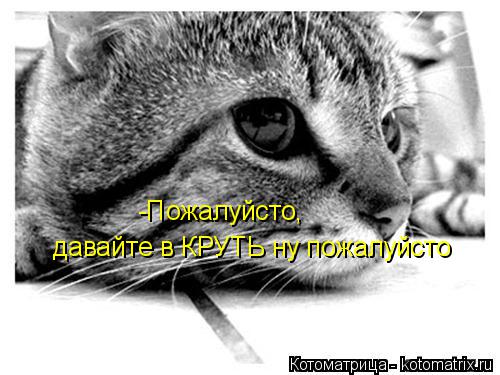 Котоматрица: -Пожалуйсто, давайте в КРУТЬ ну пожалуйсто