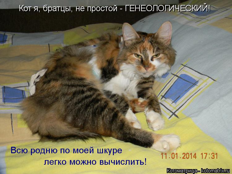 Кот я, братцы, не простой - ГЕНЕОЛОГИЧЕСКИЙ! Всю родню по моей шкуре легко можно вычислить!... Котоматрица: Кот я, братцы, не простой - ГЕНЕОЛОГИЧЕСКИЙ! Всю родню по моей шкуре легко можно вычислить!