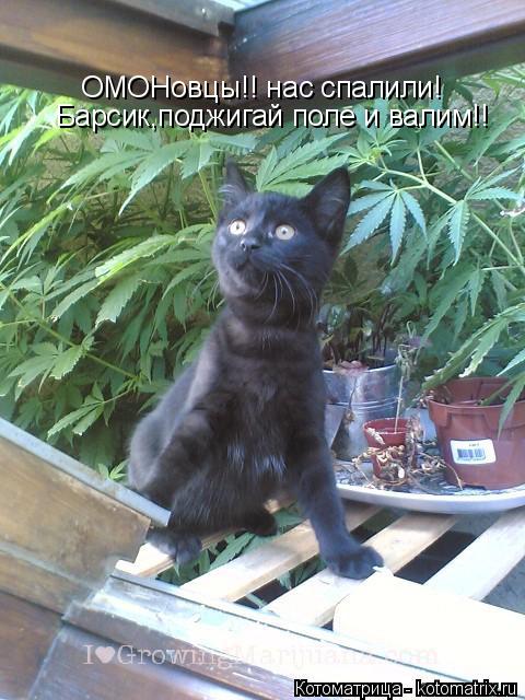 Котоматрица: ОМОНовцы!! нас спалили!  Барсик,поджигай поле и валим!!