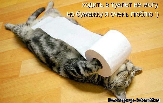 Котоматрица: ходить в туалет не могу, но бумажку я очень люблю :)