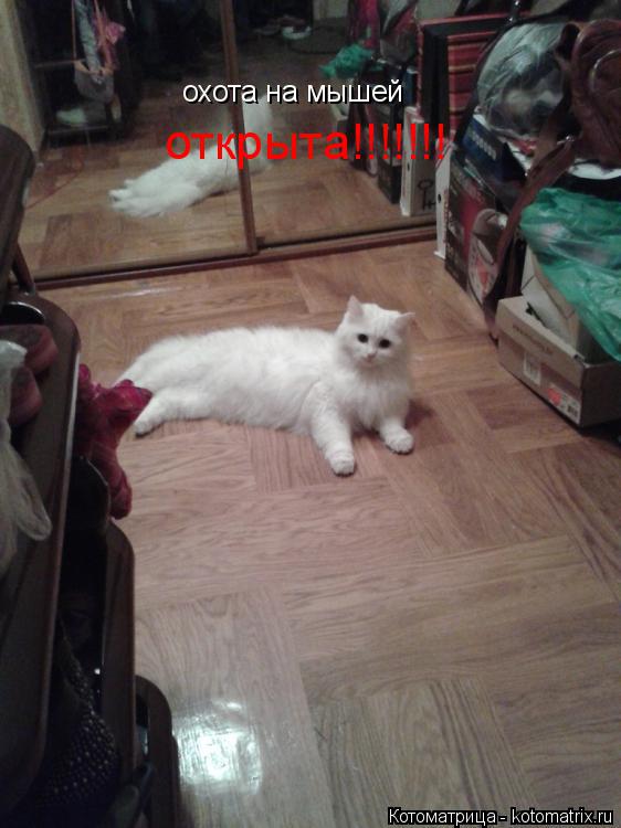 Котоматрица: охота на мышей открыта!!!!!!!