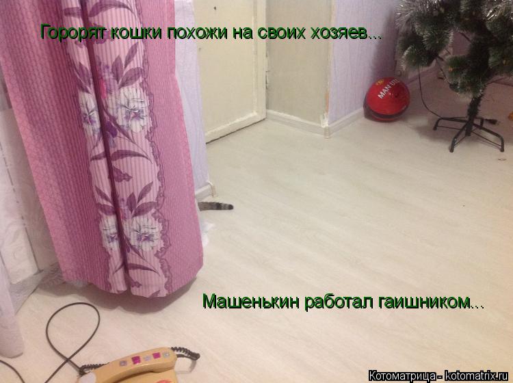 Горорят кошки похожи на своих хозяев... Машенькин работал гаишником...... Котоматрица: Горорят кошки похожи на своих хозяев... Машенькин работал гаишником...