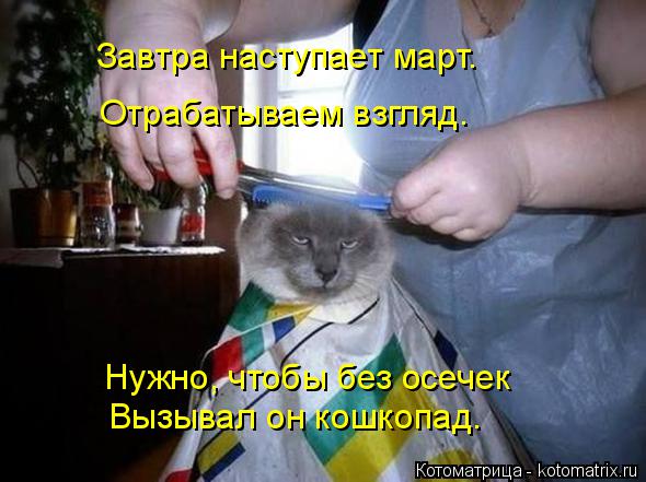 Котоматрица: Завтра наступает март. Отрабатываем взгляд. Нужно, чтобы без осечек Вызывал он кошкопад.