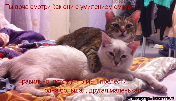 Ты доча смотри как они с умилением смотрят... Правильно, потому что мы - прелести одна большая, друга... Котоматрица: Ты доча смотри как они с умилением смотрят... Правильно, потому что мы - прелести одна большая, другая маленькая ,