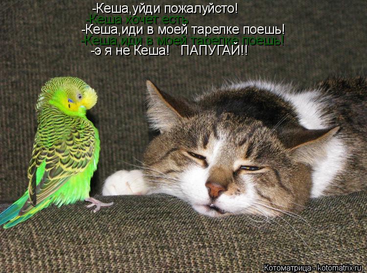 Котоматрица: -Кеша,уйди пожалуйсто! -Кеша хочет есть -Кеша,иди в моей тарелке поешь! -Кеша,иди в моей тарелке поешь! -э я не Кеша!   ПАПУГАЙ!!