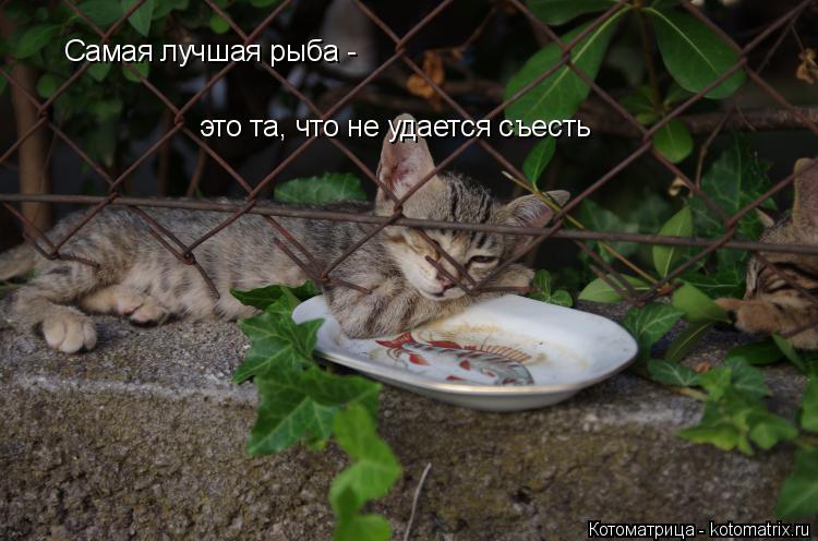 Самая лучшая рыба - это та, что не удается съесть... Котоматрица: Самая лучшая рыба - это та, что не удается съесть