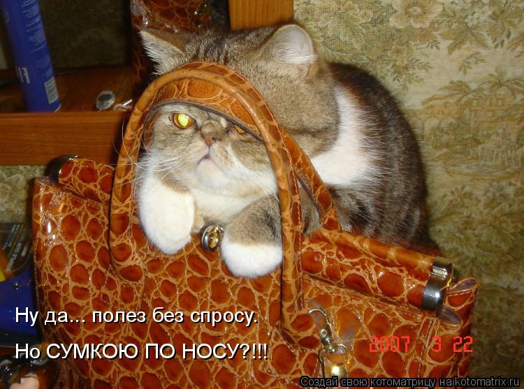 Котоматрица: Ну да... полез без спросу. Но СУМКОЮ ПО НОСУ?!!!