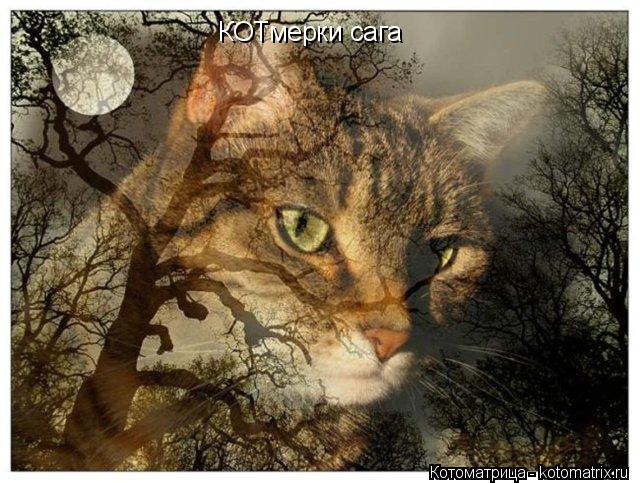 КОТмерки сага... Котоматрица: КОТмерки сага