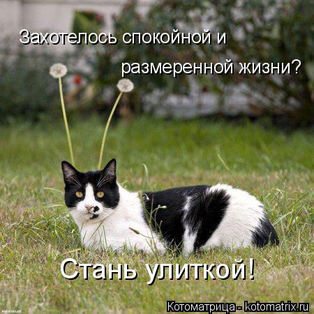 Котоматрица: Захотелось спокойной и  размеренной жизни? Стань улиткой!