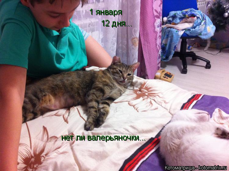 1 января 12 дня... нет ли валерьяночки...... Котоматрица: 1 января 12 дня... нет ли валерьяночки...