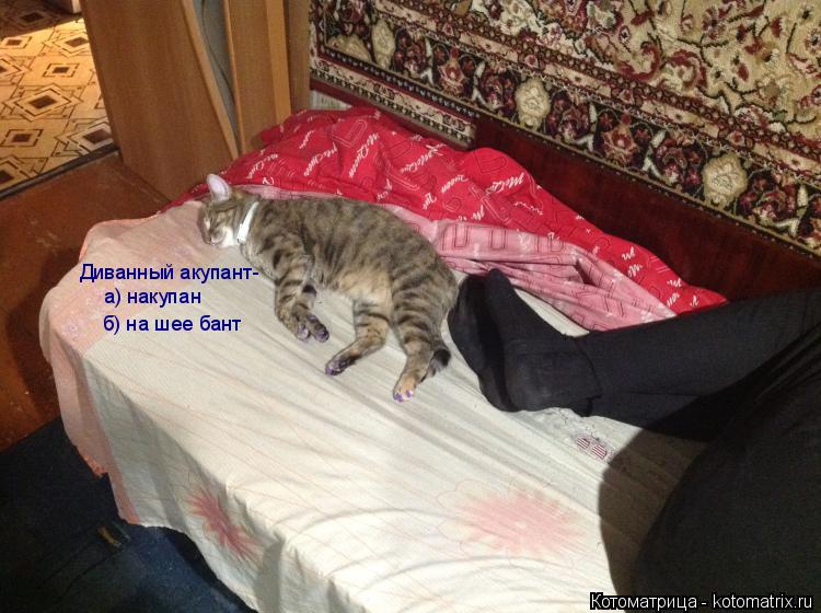 Диванный акупант- а) накупан б) на шее бант... Котоматрица: Диванный акупант- а) накупан б) на шее бант