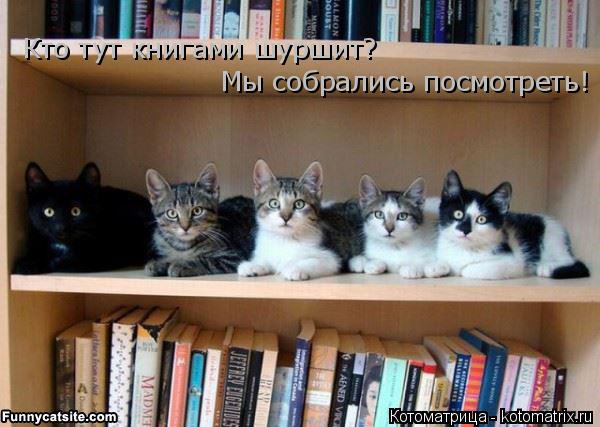 Котоматрица: Кто тут книгами шуршит? Мы собрались посмотреть!