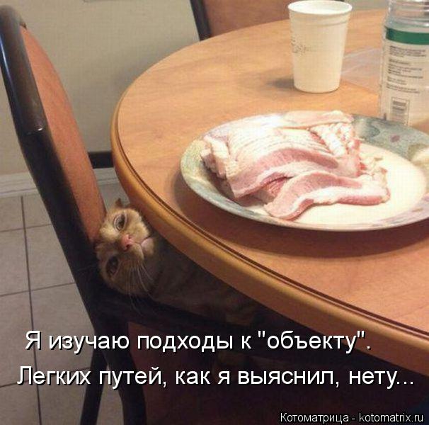 Котоматрица: Легких путей, как я выяснил, нету... Я изучаю подходы к "объекту".