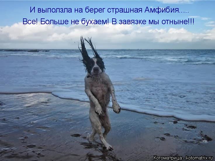 И выползла на берег страшная Амфибия..... Все! Больше не бухаем! В завязке мы отныне!!!... Котоматрица: И выползла на берег страшная Амфибия..... Все! Больше не бухаем! В завязке мы отныне!!!