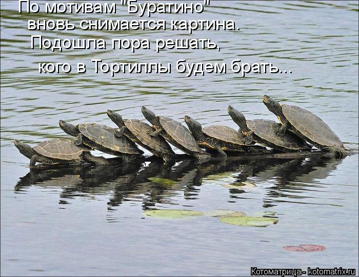 По мотивам "Буратино" вновь снимается картина. Подошла пора решать, кого в Тортиллы будем брать...... Котоматрица: По мотивам "Буратино" вновь снимается картина. Подошла пора решать, кого в Тортиллы будем брать...