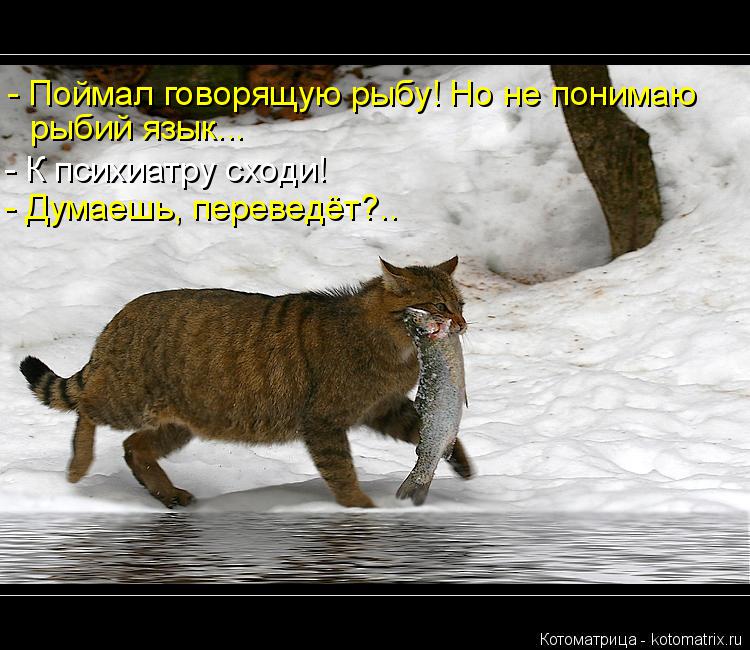Котоматрица: - Поймал говорящую рыбу! Но не понимаю рыбий язык... - К психиатру сходи! - Думаешь, переведёт?..