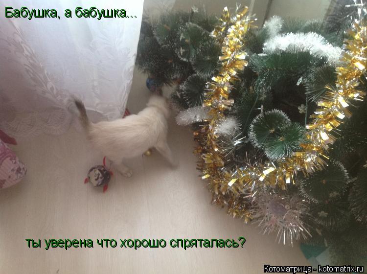 Бабушка, а бабушка... ты уверена что хорошо спряталась?... Котоматрица: Бабушка, а бабушка... ты уверена что хорошо спряталась?