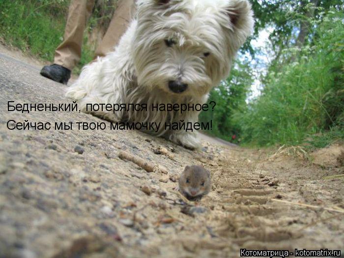 Бедненький, потерялся наверное? Сейчас мы твою мамочку найдем!... Котоматрица: Бедненький, потерялся наверное? Сейчас мы твою мамочку найдем!