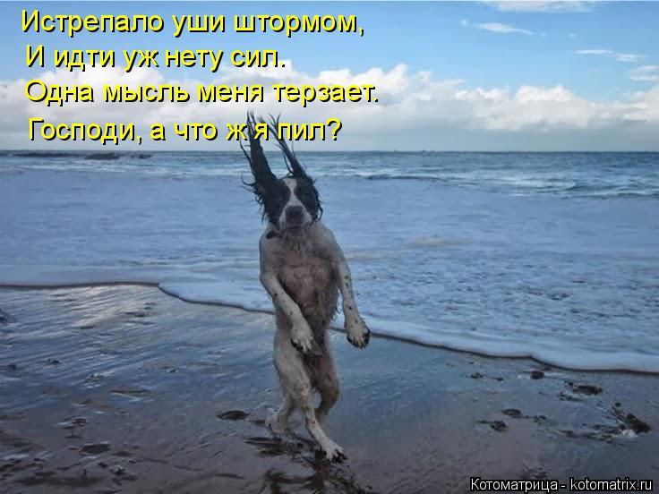 Котоматрица: Истрепало уши штормом, И идти уж нету сил. Одна мысль меня терзает. Господи, а что ж я пил?