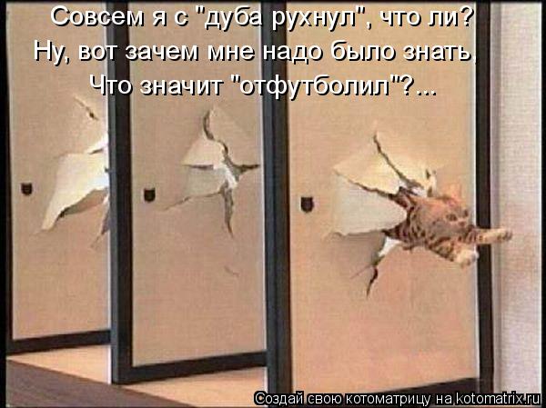 Котоматрица: Ну, вот зачем мне надо было знать, Что значит "отфутболил"?... Совсем я с "дуба рухнул", что ли?