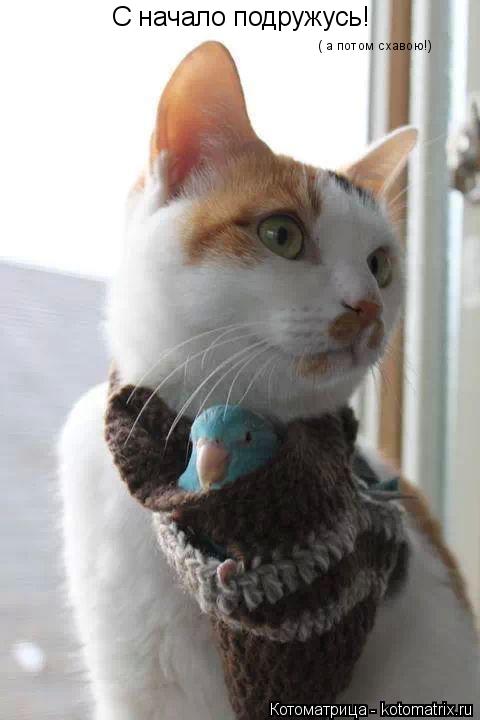 С начало подружусь! ( а потом схавою!)... Котоматрица: С начало подружусь! ( а потом схавою!)