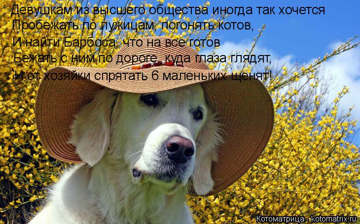 Девушкам из высшего общества иногда так хочется Пробежать по лужицам, погонять котов, И найти Барбоса... Котоматрица: Девушкам из высшего общества иногда так хочется Пробежать по лужицам, погонять котов, И найти Барбоса, что на все готов Бежать с ним по доро