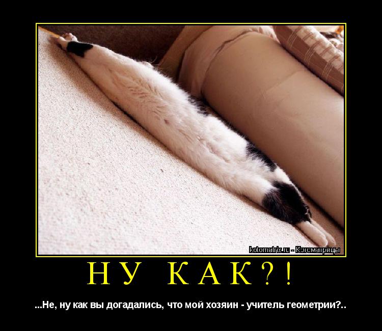 НУ КАК?! ...Не, ну как вы догадались, что мой хозяин - учитель геометрии?..... Котоматрица: НУ КАК?! ...Не, ну как вы догадались, что мой хозяин - учитель геометрии?..