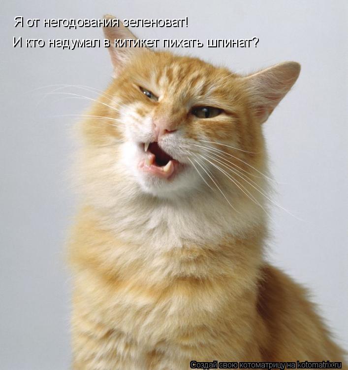 Я от негодования зеленоват! И кто надумал в китикет пихать шпинат?... Котоматрица: Я от негодования зеленоват! И кто надумал в китикет пихать шпинат?