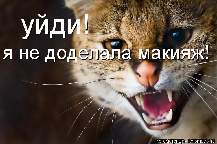 уйди! я не доделала макияж!... Котоматрица: уйди! я не доделала макияж!