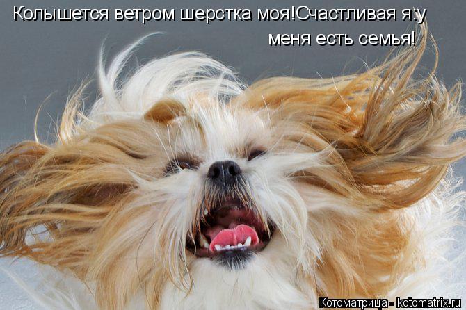 Колышется ветром шерстка моя!Счастливая я:у меня есть семья!... Котоматрица: Колышется ветром шерстка моя!Счастливая я:у меня есть семья!