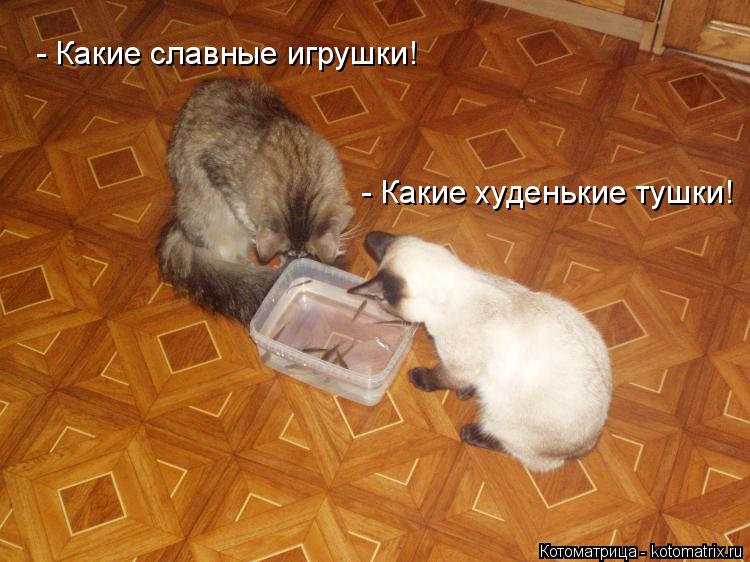 - Какие славные игрушки! - Какие худенькие тушки!... Котоматрица: - Какие славные игрушки! - Какие худенькие тушки!