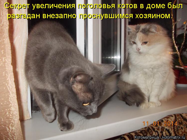 Котоматрица: Секрет увеличения поголовья котов в доме был разгадан внезапно проснувшимся хозяином.