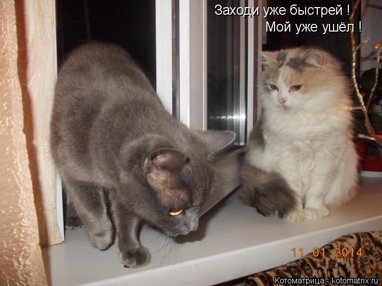 Заходи уже быстрей ! Мой уже ушёл !... Котоматрица: Заходи уже быстрей ! Мой уже ушёл !