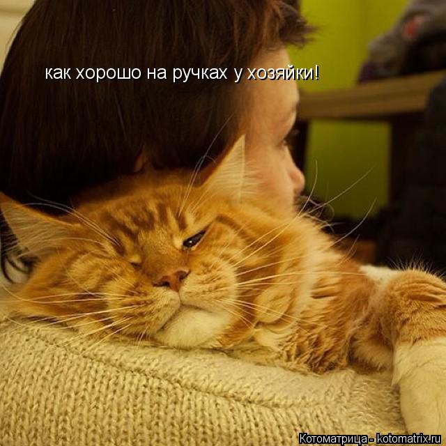 как хорошо на ручках у хозяйки!... Котоматрица: как хорошо на ручках у хозяйки!