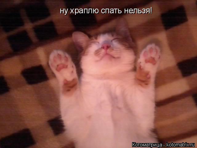 ну храплю спать нельзя!... Котоматрица: ну храплю спать нельзя!
