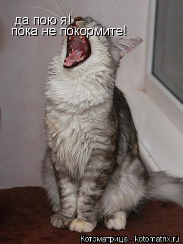 да пою я! пока не покормите!... Котоматрица: да пою я! пока не покормите!